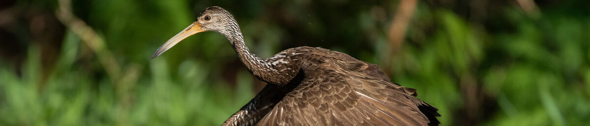 Medium sized brown bird with long neck and beak beginning to take off from green grass