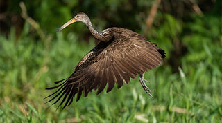 Medium sized brown bird with long neck and beak beginning to take off from green grass