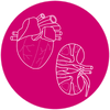 Icon of anatomically correct kidney and heart