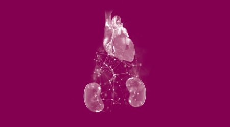 Graphic that shows anatomically correct kidneys and heart