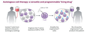 Cell therapy: Diagram of T cells collected from the blood, engineered to recognise and eradicate disease, then reintroduced