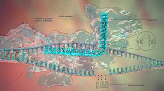 CRISPR