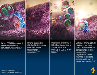 LDL-R binds to cell surface and removes LDL-C from the serum