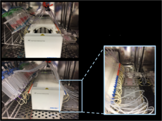 Tubule-on-a-chip comprised of tubes lined with either endothelial or epithelial cells grown together in a 3D channel