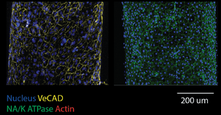 In situ vascular endothelial cells (left) and tubular epithelial cells (right), stained for: Nucleus (blue), VeCAD (yellow), NA/K ATPase (green), Actin (red)