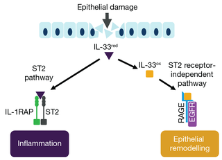 Oxidised IL-33 signals via RAGE/EGFR and ST2 pathways3,4Ox