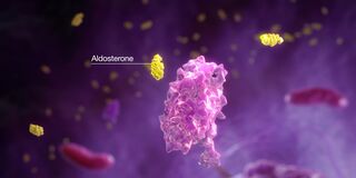 Illustration showing the interaction between aldosterone (yellow) and its mineralocorticoid receptor (pink) in a microscopic environment